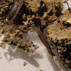 Cossyphus hoffmannseggi