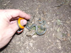 Diadophis punctatus regalis