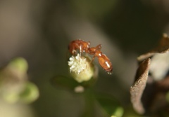 Pseudomyrmex apache