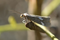 Cisthene liberomacula