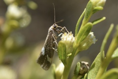 Cisthene liberomacula