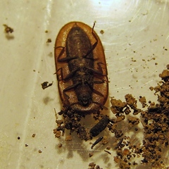 Cossyphus hoffmannseggi