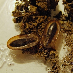 Cossyphus hoffmannseggi