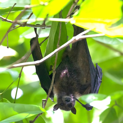 Pteropus pelewensis, 2025-07-01