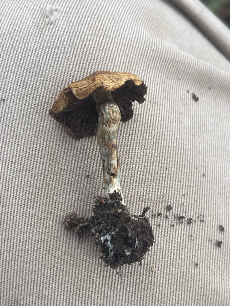 Psilocybe subaeruginosa · July 2025 · photo: © plantrant (iNaturalist, cc-by)