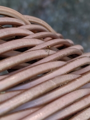 Araneae