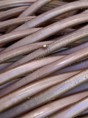 Araneae