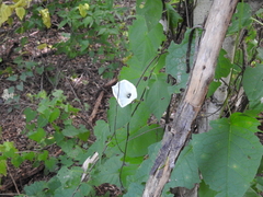 Ipomoea scopulorum