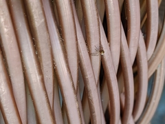 Araneae