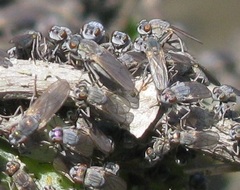 Ephydra
