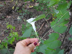 Ipomoea scopulorum