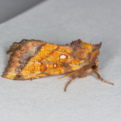 Papaipema leucostigma