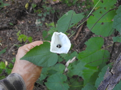 Ipomoea scopulorum