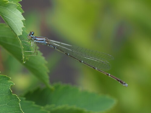 Orange Bluet photo 6