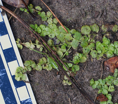 Bacopa rotundifolia