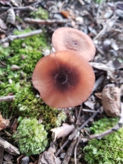 Agaricales