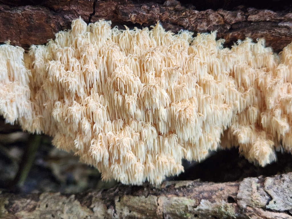 Hericium novae-zealandiae · July 2025 · photo: © chel123 (iNaturalist, cc0)
