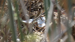 Acanthodactylus schreiberi