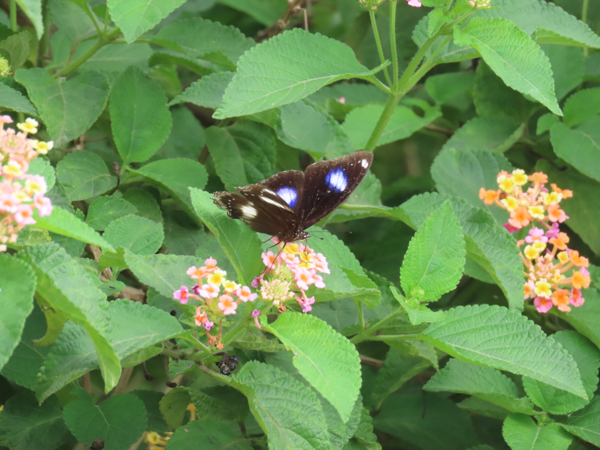 Great Eggfly