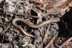 Batrachoseps gavilanensis