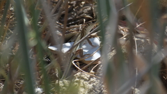 Acanthodactylus schreiberi