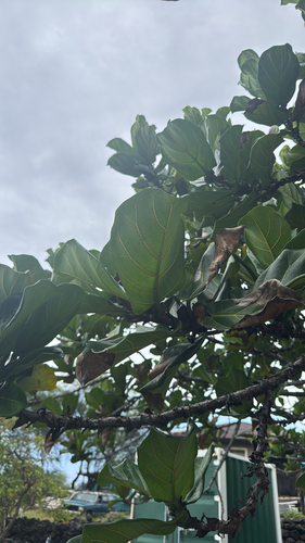 Ficus lyrata observed 2025-06-23
