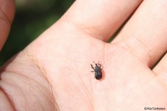 Laemosaccus ruficornis
