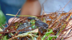 Pseudoeurycea leprosa