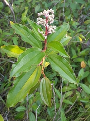 Melastomataceae