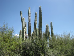 Isolatocereus dumortieri