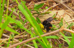 Bombus mexicanus