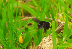 Bombus mexicanus