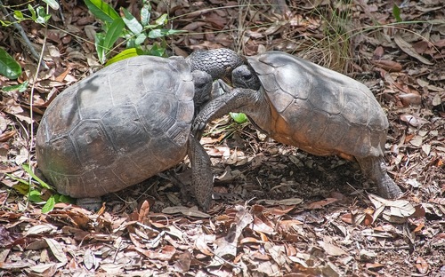 Gopher Tortoise, Volusia County, US-FL, US, photo 5 of 10