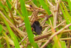 Bombus mexicanus