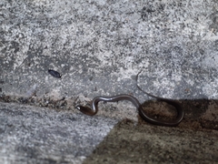 Helicops trivittatus