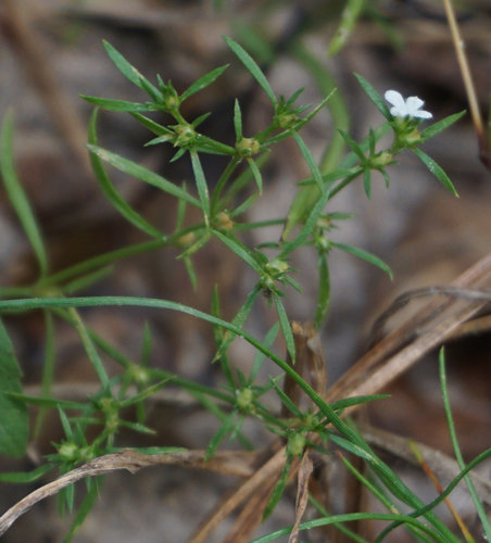 Polypremum procumbens