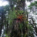 Fascicularia - Photo (c) Jardín Botánico Nacional, Viña del Mar, Chile, algunos derechos reservados (CC BY-NC)