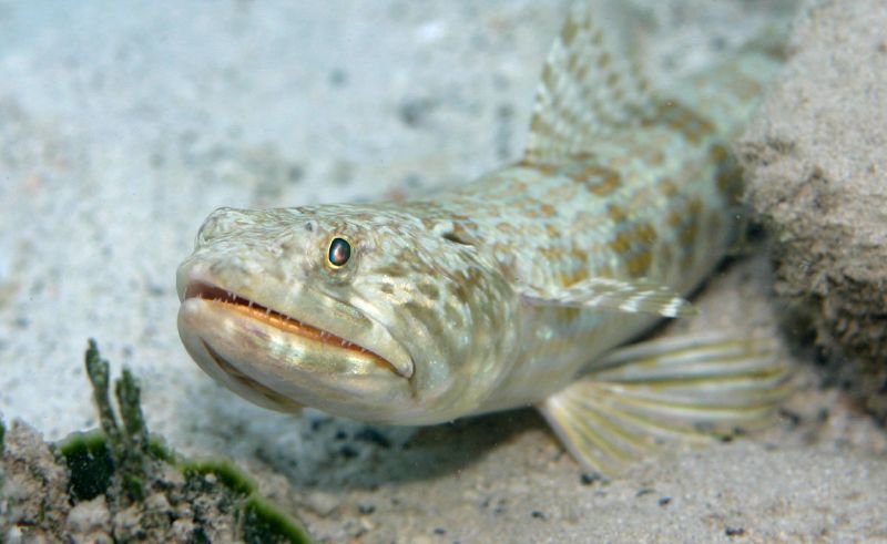 Grinners, Lizardfishes, and Allies