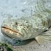 Grinners, Lizardfishes, and Allies - Photo (c) Clinton & Charles Robertson, some rights reserved (CC BY)