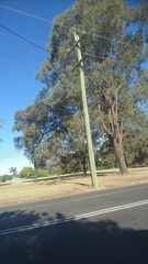 Atrapsalta corticina