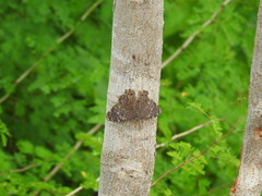 Hamadryas atlantis lelaps