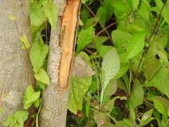 Hamadryas atlantis lelaps
