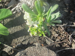 Heliotropium anomalum