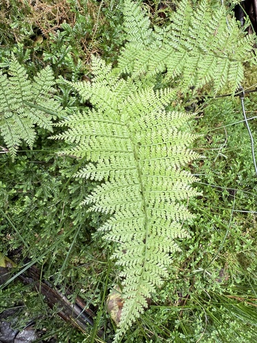 Athyrium microphyllum, photograph 3