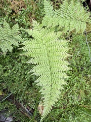 Athyrium microphyllum, photograph (c) Tara Severns, some rights reserved (CC BY)