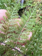 Athyrium microphyllum, photograph (c) Tara Severns, some rights reserved (CC BY)