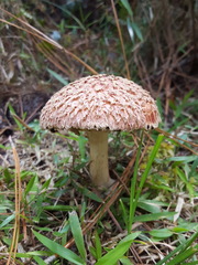 Boletellus ananas image