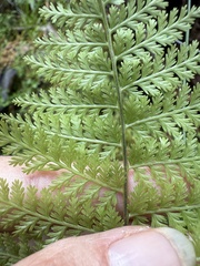 Athyrium microphyllum, photograph (c) Tara Severns, some rights reserved (CC BY)