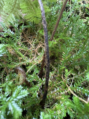 Athyrium microphyllum, photograph 6