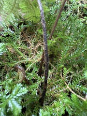 Athyrium microphyllum, photograph (c) Tara Severns, some rights reserved (CC BY)